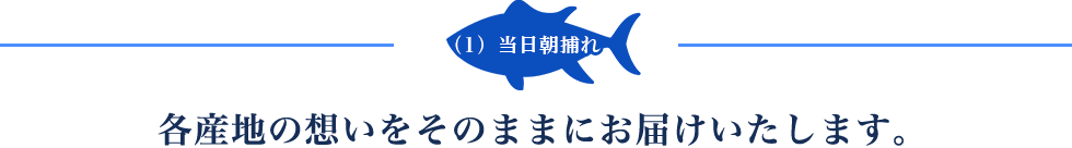 当日朝獲れ 各産地の想いをそのままにお届けいたします。