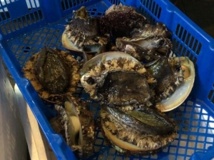 活貝)黒貝(アワビ)