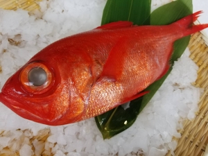 地キンメダイ