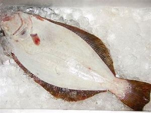 活魚）天然ヒラメ