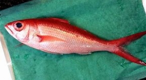 ハチビキ