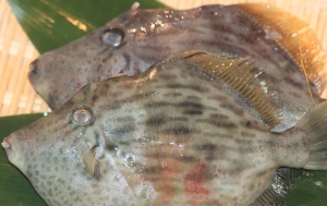 活魚）養殖カワハギ