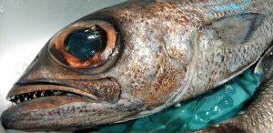 クロムツ(釣・内湾)