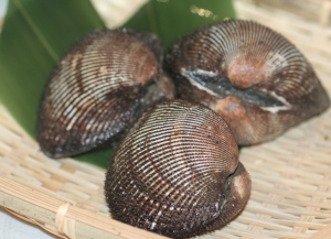 赤貝(アカガイ)