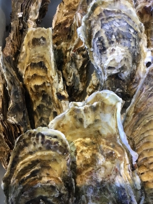 真カキ　山田湾