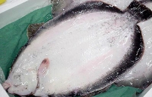 ナメタカレイ(ババガレイ)