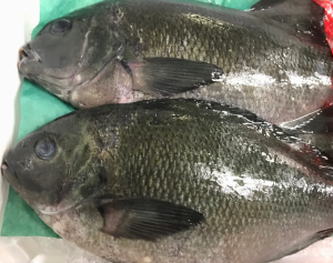 メジナ（定置）