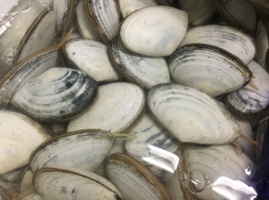 白貝