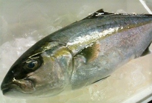 活）養殖カンパチ