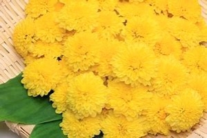小菊