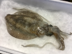アオリイカ（浜〆）