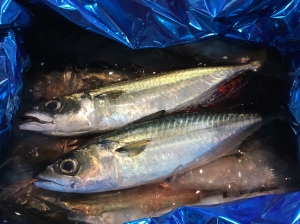 真サバ（定置）