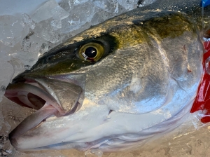 ヒラマサ（定置）