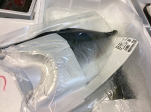 ハマチフィーレ(アクアブルー)生食用