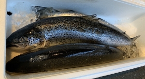 ノルウェーサーモン