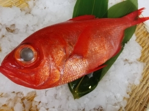 地キンメダイ